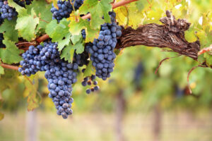 Vigne Chigi Casavecchia