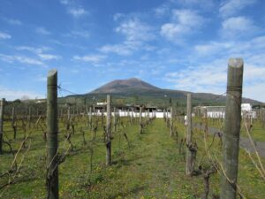 Cantine Federiciane Winery