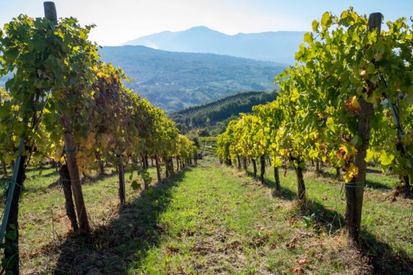 La Guardiense – Wines from Sannio La Guardiense
