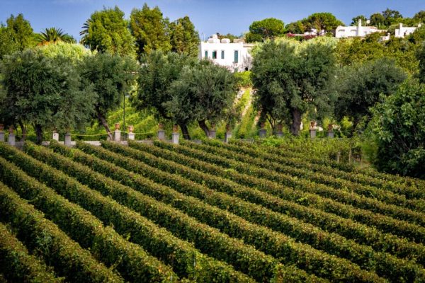 Vineyard in Ischia