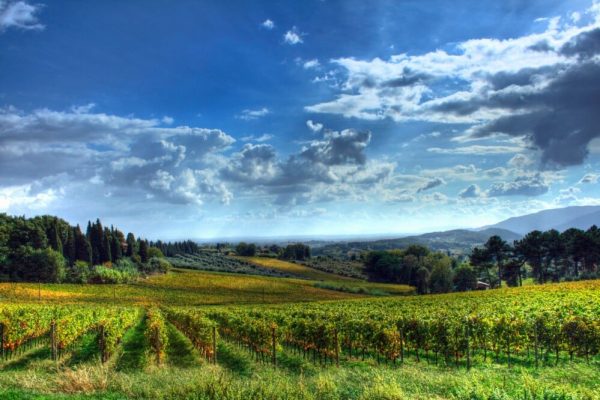 vigneti di gragnano vigneti di gragnano